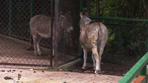 donkey porn sex|Donkeys fucking makes horny zoo lover to get hard .